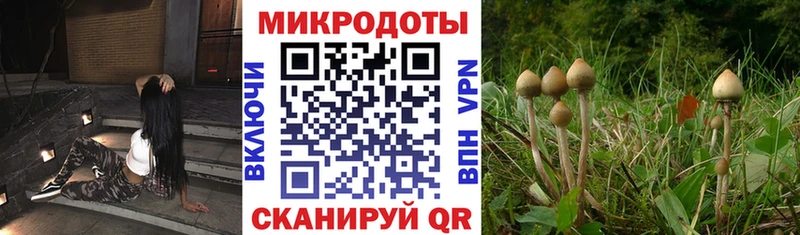 Псилоцибиновые грибы Psilocybe  Кудрово 